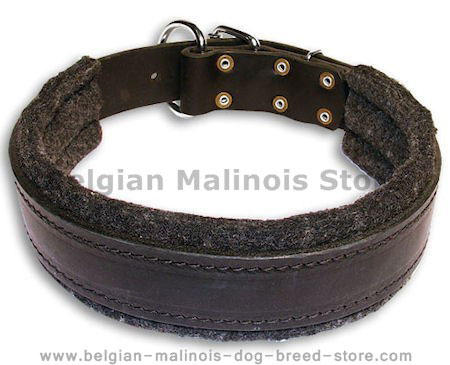 BUY 1.5 inch Leather Collar for Belgian Malinois