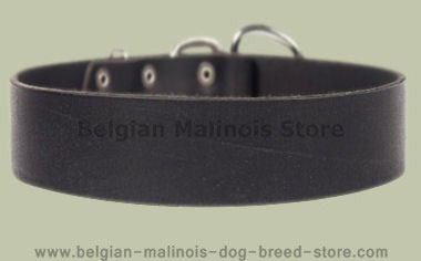 2 inch wide All Weather Collar for Belgian Malinois-Leather Collar