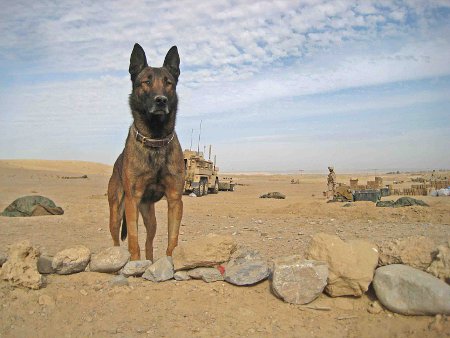 Soldier Dog Lex