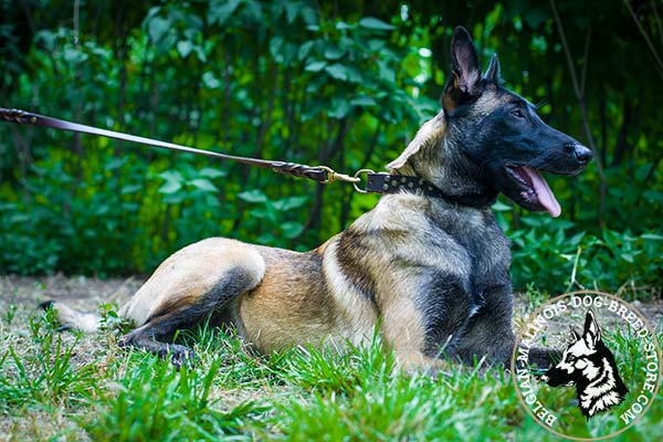 Belgian Malinois leather leash with strong brass plated hardware for any activity