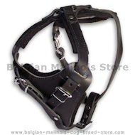 Select Leather Agitation Harness for Belgian Malinois
