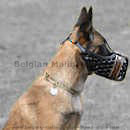 Belgian Malinois dog muzzle