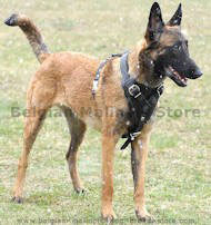 leather dog harness for malinois