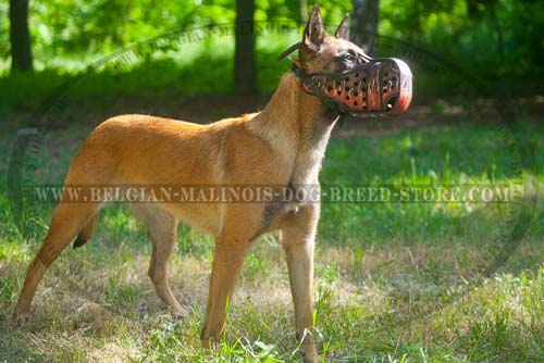 Exclusive Muzzle for your Belgian Malinois