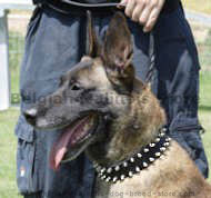 Leather Spiked Dog Collar-2 Rows of spikes- Black collar