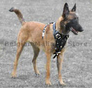 Malinois Training/Protection Leather Dog Harness for training