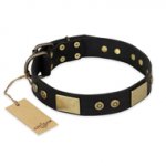 "Spanish night" FDT Artisan Fashionable Leather Walking Belgian Malinois Collar