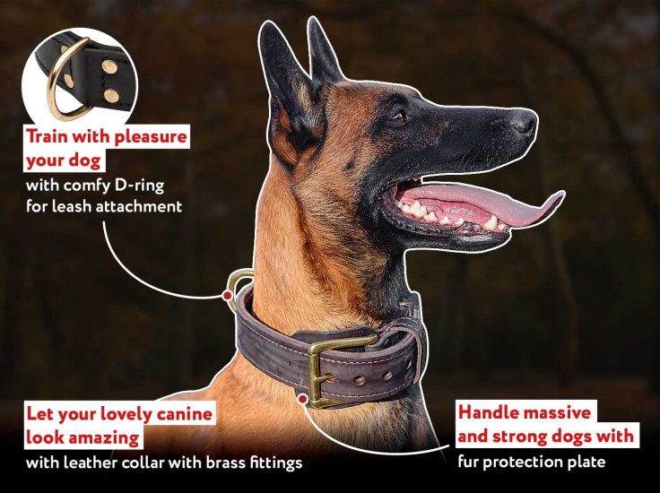 belgian malinois leash training