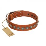 "Silver Spike" Handmade FDT Artisan Tan Leather Belgian Malinois Collar with Old Silver-Like Spikes