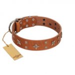 "Dreamy Gleam" FDT Artisan Tan Leather Belgian Malinois Collar Adorned with Stars and Squares