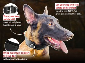 Padded Leather Collar for Belgian Malinois