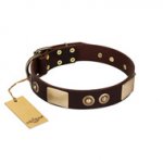 "Sense of Freedom" FDT Artisan Brown Leather Belgian Malinois Collar with Old Bronze-Plated Studs and Plates