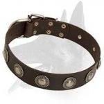 Leather Collar with silver conchos for Belgian Malinois