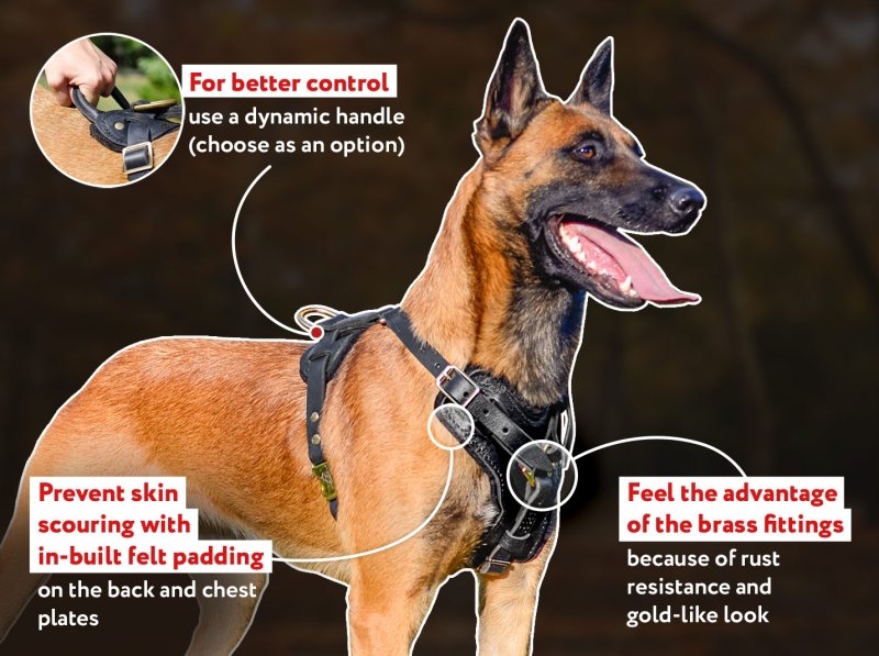 Exclusive Luxury Handcrafted Leather Harness for Belgian Malinois