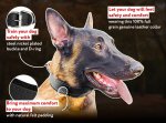 Padded Leather Collar for Belgian Malinois