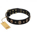 Pirate's Spell' FDT Artisan Black Leather Belgian Malinois Collar with Engraved Studs and Medallions