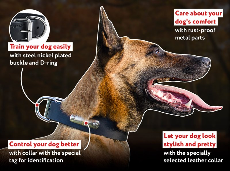 Magnificent Malinois Leather Collar With ID Tag