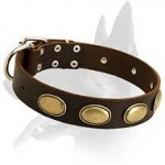 High Quality Leather Collar with oval plates for Belgian Malinois