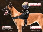 Multipurpose Nylon Harness for Belgian Malinois