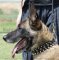 Leather Spiked and Studded Collar for Belgian Malinois