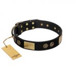 "Chicci-Glam" FDT Artisan Black Leather Belgian Malinois Collar with Plates and Ornate Studs