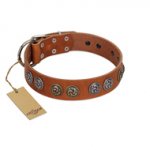 "Luxurious Life" Premium Quality FDT Artisan Tan Leather Belgian Malinois Collar with Round Adornments