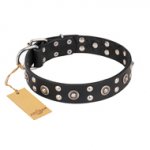 "Refined Essence" FDT Artisan Black Leather Belgian Malinois Collar with Silvery Studs