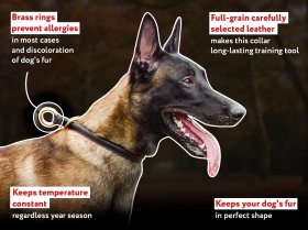 Rolled Leather Choke Collar for Belgian Malinois