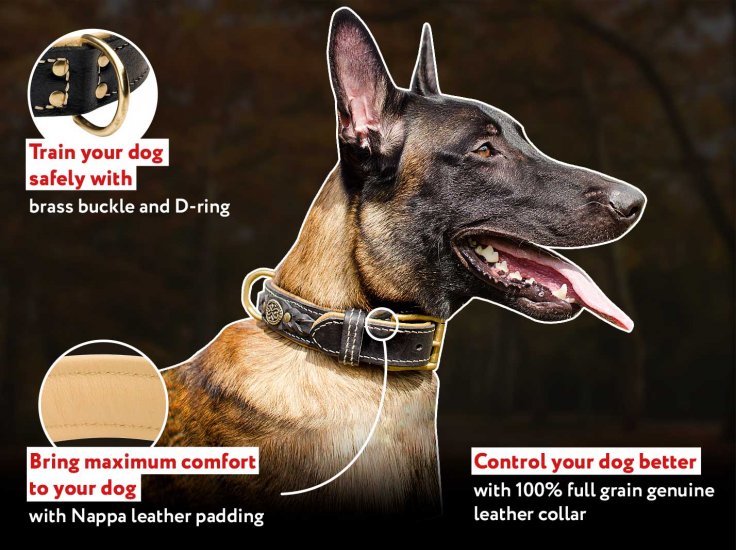 Deluxe Royal Nappa Padded Leather Collar [C43##1016 Nappa Padded Braided  Leather Collar] : Belgian Malinois harness, Belgian Malinois dog muzzle,  Belgian Malinois dog collar, Dog leash, Belgian Malinois