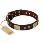 "Shining Armour" FDT Artisan Brown Leather Belgian Malinois Collar with Decorations