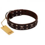 "Menacing Allure" FDT Artisan Brown Leather Belgian Malinois Collar Embellished with Silvery Crossbones and Square Studs