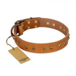"Autumn Story" FDT Artisan Leather Belgian Malinois Collar with Old Bronze Look Studs