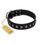 "Silver Flower" Exclusive FDT Artisan Black Leather Belgian Malinois Collar with Silver-Like Studs