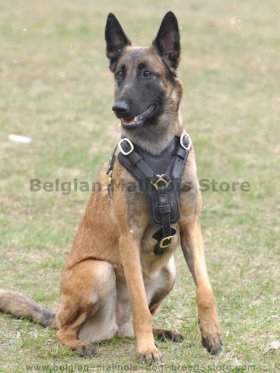 Exclusive Luxury Handcrafted Leather Harness for Belgian Malinois