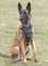 Exclusive Luxury Handcrafted Leather Harness for Belgian Malinois