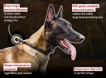 Rolled Leather Choke Collar for Belgian Malinois