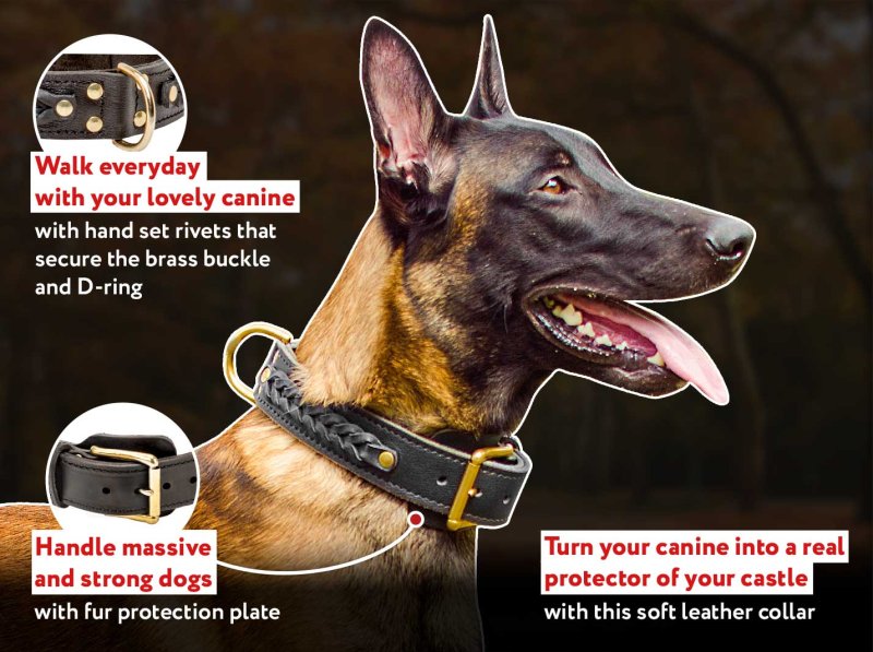 The Best Everyday Dog Leash