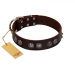 "King Arthur" FDT Artisan Brown Leather Belgian Malinois Collar with Spiky Plates