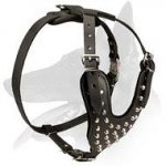 Gorgeous Leather Harness with pyramids for Belgian Malinois