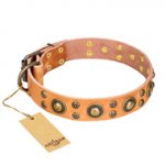'Sophisticated Glamor' FDT Artisan Tan Leather Belgian Malinois Collar with Fancy Old-Bronze Plated Decorations