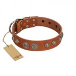 "Era Infinitum" FDT Artisan Tan Leather Belgian Malinois Collar Adorned with Chrome-plated Circles