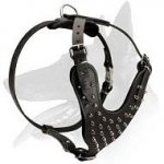 Spiked Leather Harness for Belgian Malinois