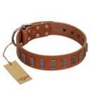 "Silver Century" Fashionable FDT Artisan Tan Leather Belgian Malinois Collar with Silver-Like Plates