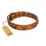 "Call of Feat" FDT Artisan Tan Leather Belgian Malinois Collar with Old Bronze-like Studs and Oval Brooches