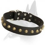 Gorgeous Wide Leather Collar for Belgian Malinois