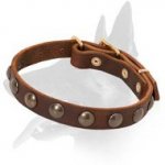 New Unbelievable Studded Leather Collar for your Belgian Malinois
