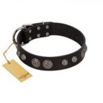 "Tricky Ricky" FDT Artisan Black Leather Belgian Malinois Collar Adorned with Silver-Like Conchos
