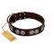 "High and Mighty" FDT Artisan Classy Brown Leather Belgian Malinois Collar with Embellished Brooches