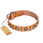 'Extra Sparkle' FDT Artisan Belgian Malinois Tan Leather Dog Collar