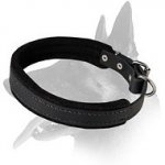Premium Belgian Malinois Padded Leather Collar